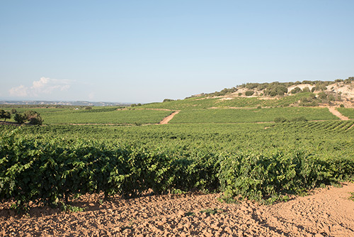 Vineyards - Castillejo de Robledo - Bodegas Castillejo de Robledo