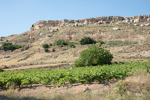 Vineyards - Peñalba de San Esteban - Bodegas Castillejo de Robledo