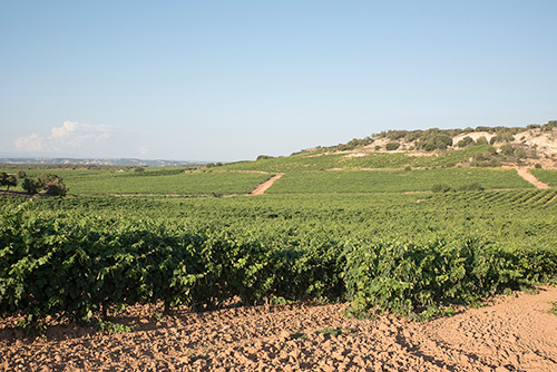 Fincas - Castillejo de Robledo - Bodegas Castillejo de Robledo