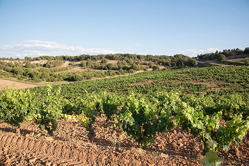 Vineyards - Castillejo de Robledo - Bodegas Castillejo de Robledo