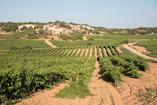 Vineyards - Castillejo de Robledo - Bodegas Castillejo de Robledo