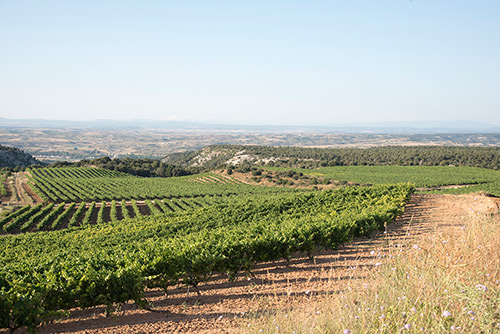 Vineyards - Castillejo de Robledo - Bodegas Castillejo de Robledo