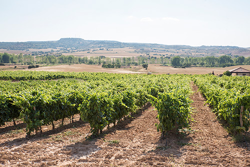 Vineyards - Peñalba de San Esteban - Bodegas Castillejo de Robledo