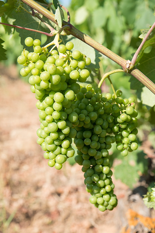Vineyards - Peñalba de San Esteban - Bodegas Castillejo de Robledo
