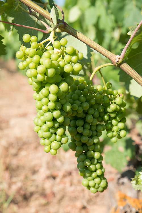 Fincas - Peñalba de San Esteban - Bodegas Castillejo de Robledo