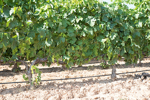 Vineyards - Peñalba de San Esteban - Bodegas Castillejo de Robledo